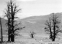 Bristlecone pine forest