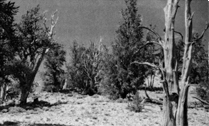 Bristlecone pine forest