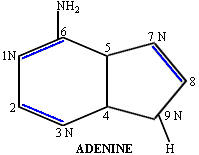 Adenine