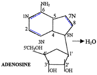 Adenosine