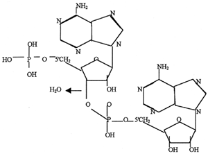 Dinucleotide