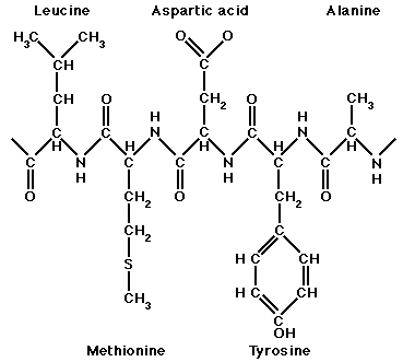 protein