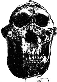 skull