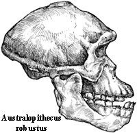 Zinjanthropus