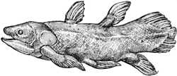 Coelacanth