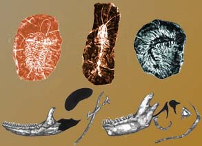 Evolution the Challenge of the Fossil Record